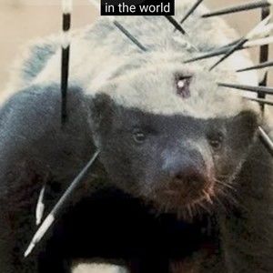 Meet your Posher, Lonnie